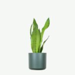 plants ecommerce product featured img 3