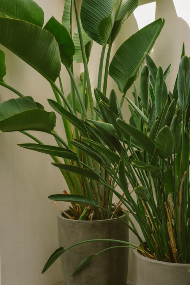 plants shop product gallery img 011 plants shop product gallery img 011